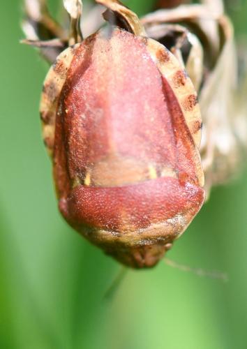 Eurygaster maura